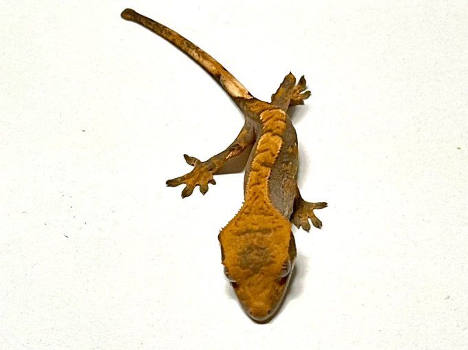 Gecko à crête juvénile Red Arlequin (à réserver)