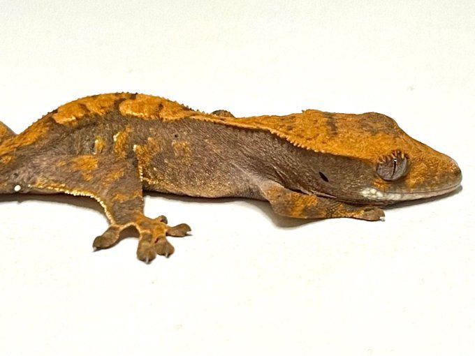 Gecko à crête juvénile Red Arlequin (à réserver)